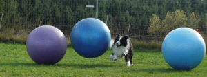 Treibball @ Trainingshalle Hunde Naturell