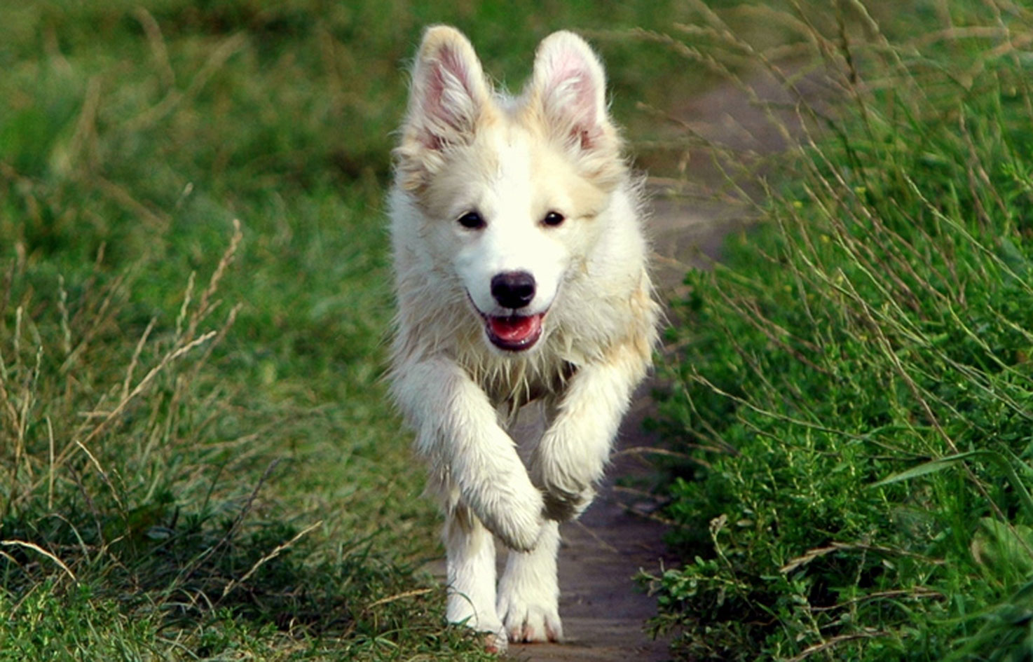 Hundeernährung Gesundheit