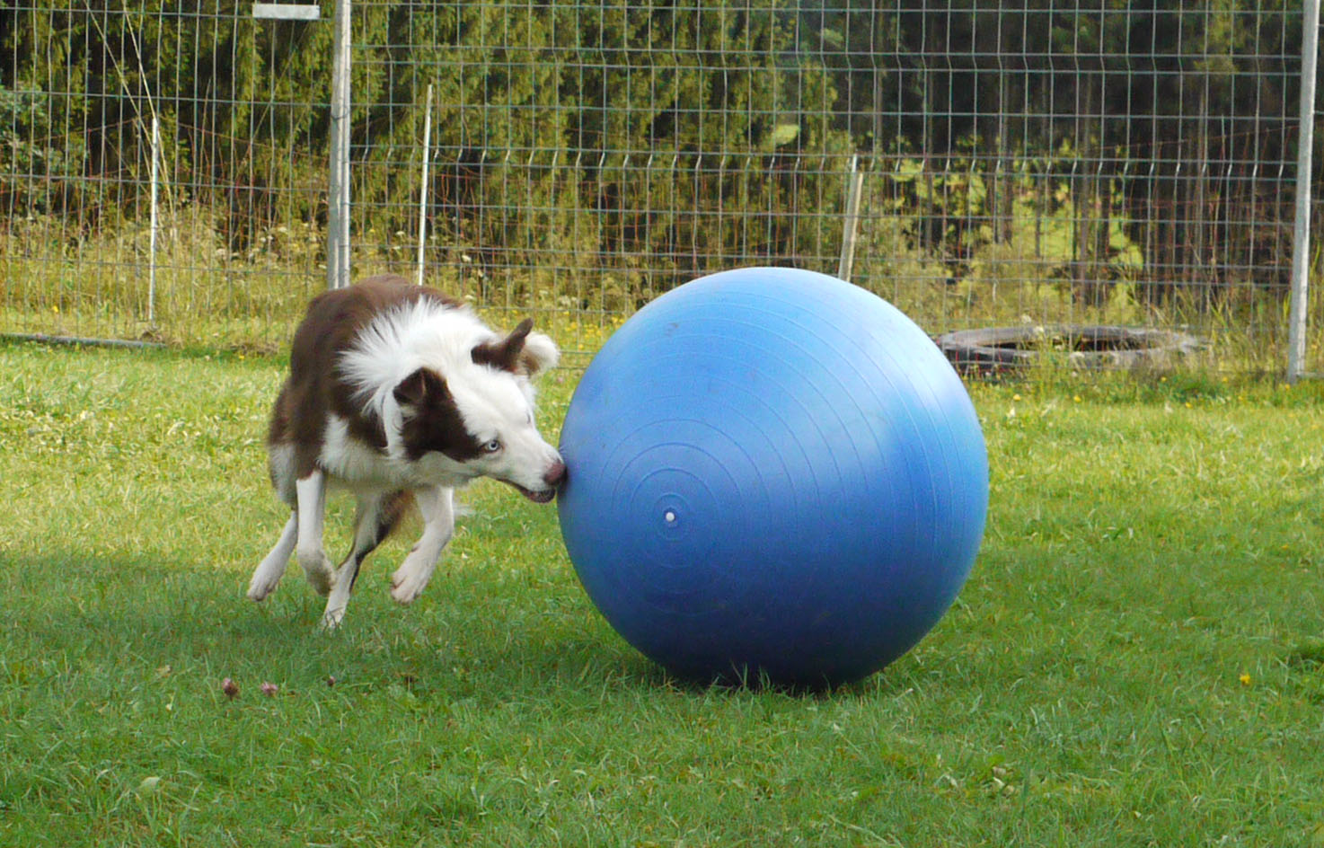 Hund_Treibball_Minikurs Minikurs Faehrte