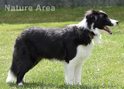 Züchter Border Collies