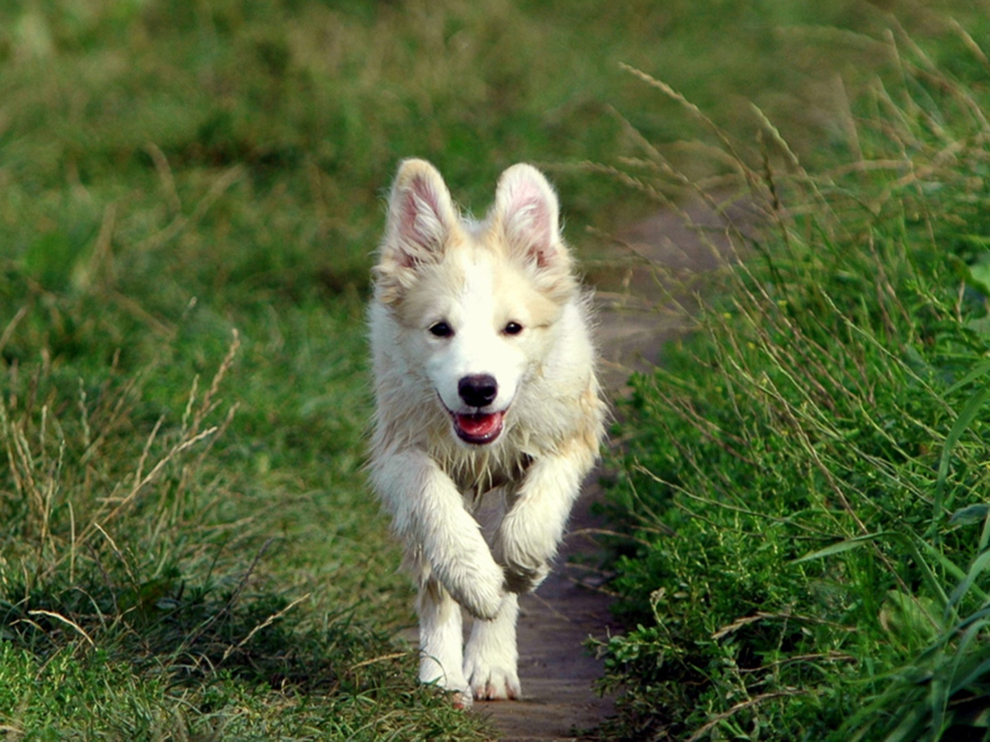 Hundegesundheit