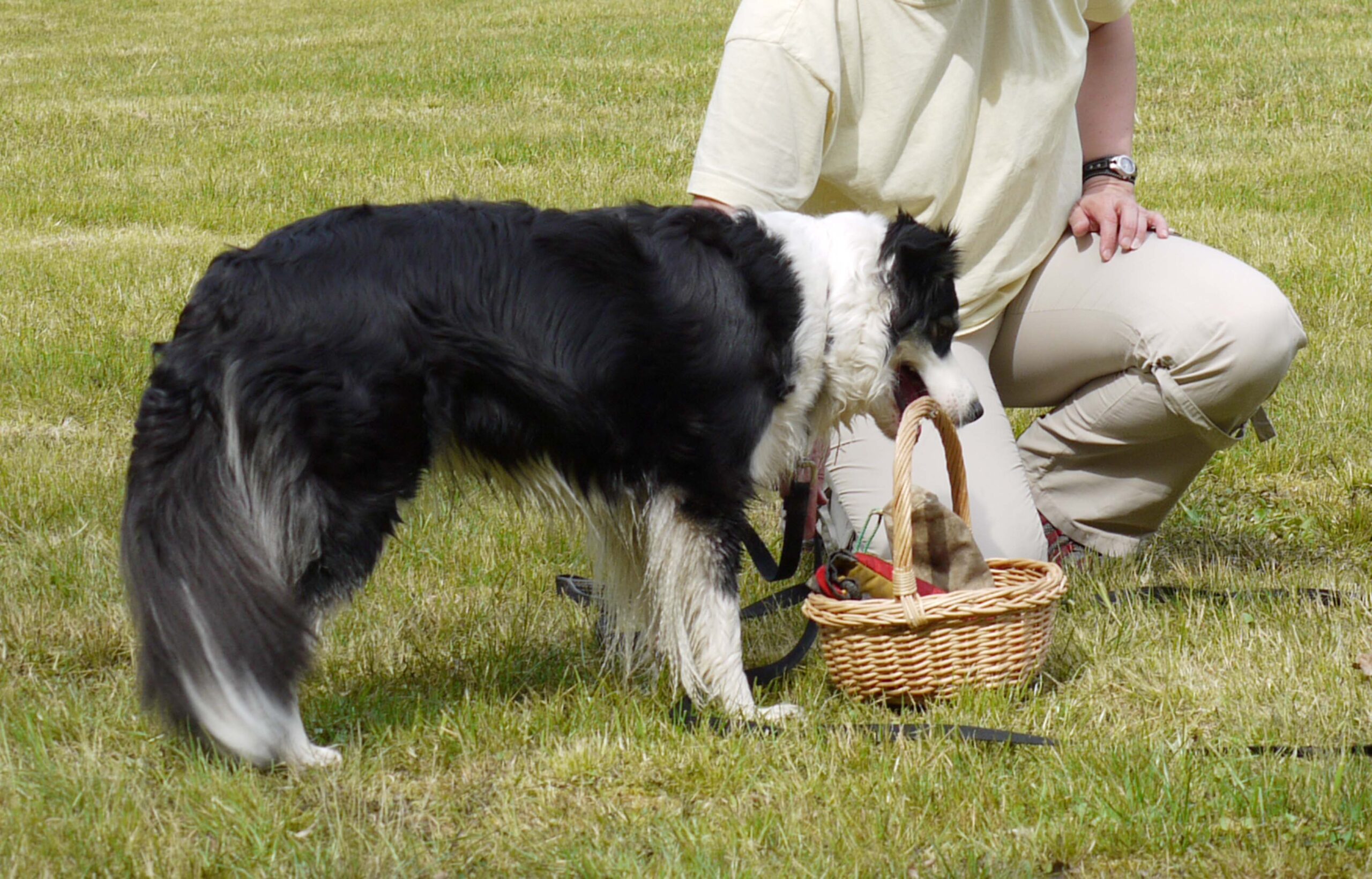 Hundeschule Angebote