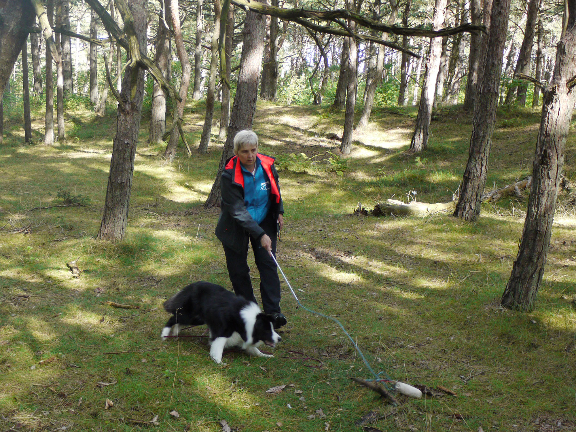 Angelspiel Border Collie