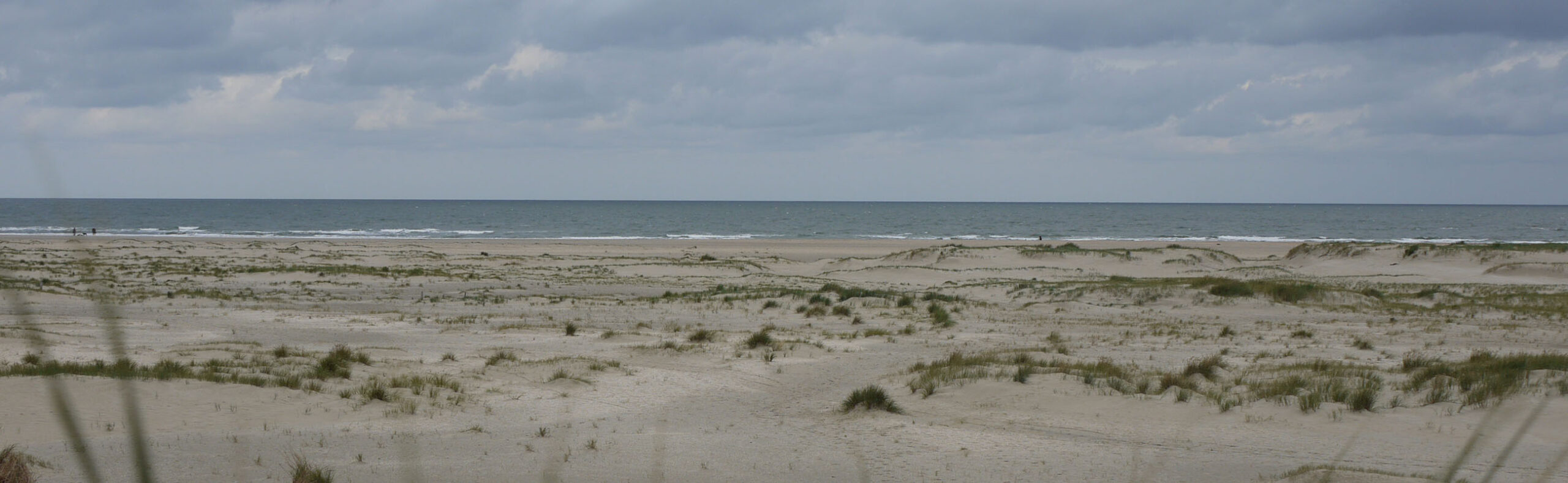 Sonne Strand Meer Hund Hunde Naturell