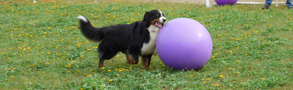 Treibball für große Hunde