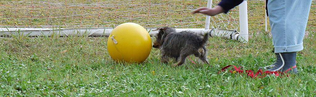Treibball für kleine Hunde