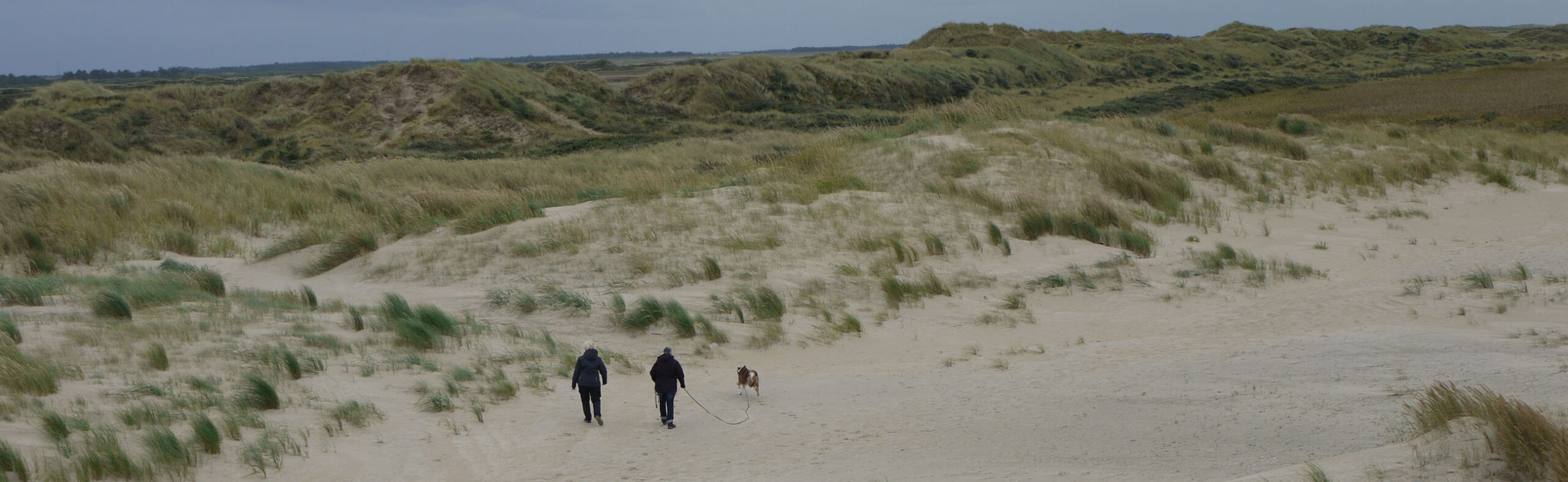 Hunde Naturell Urlaub Römö Hund