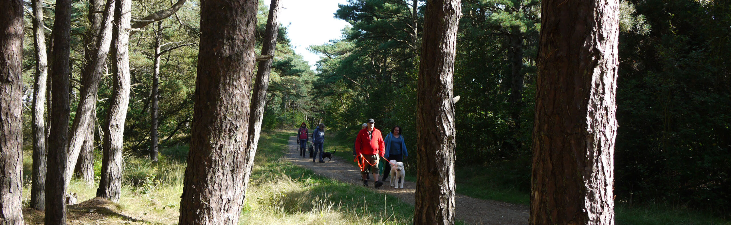 Hunde Naturell Urlaub Römö Wald
