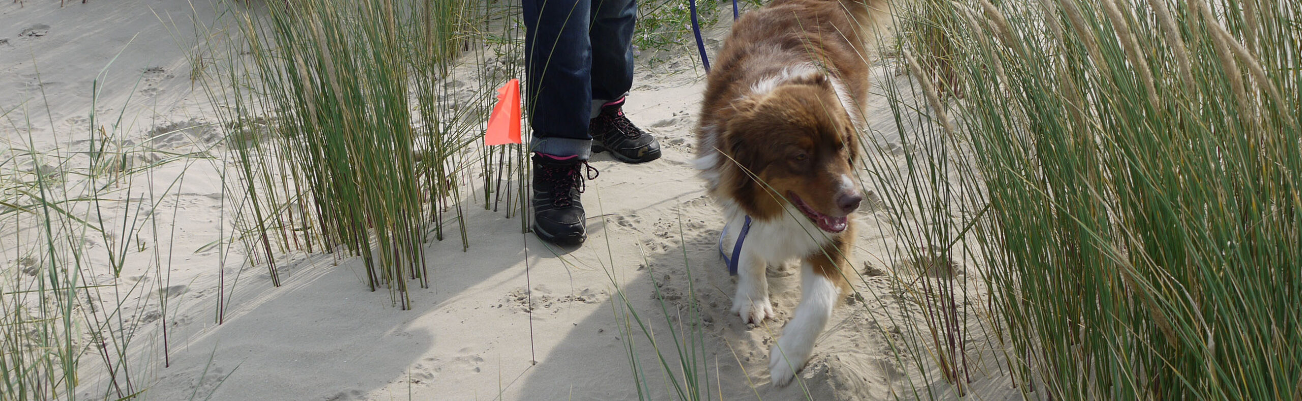 Hunde Naturell Urlaub Römö Strand suchen