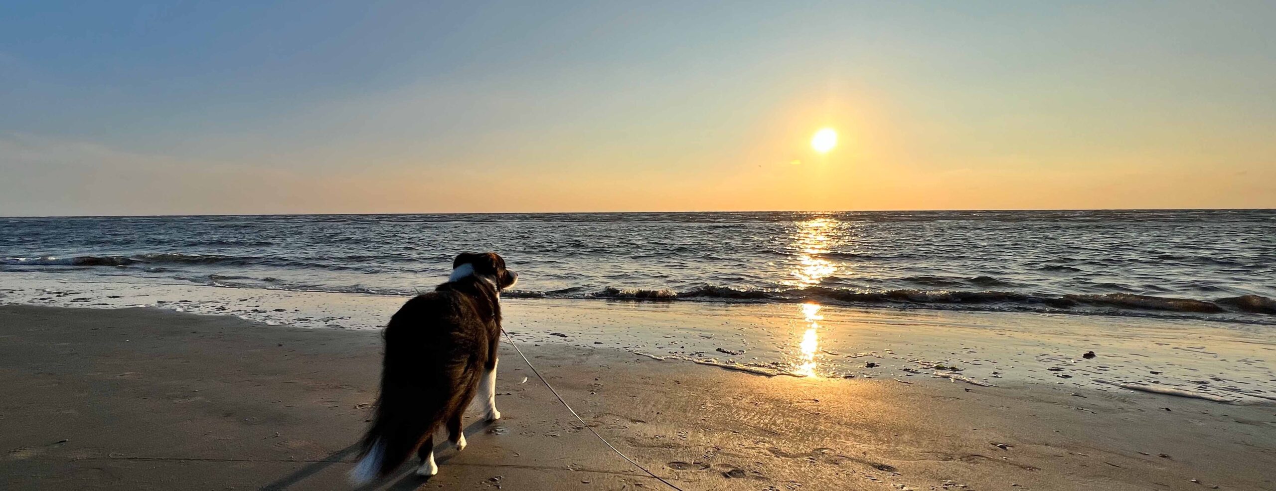 Hundeurlaub_Daenmark