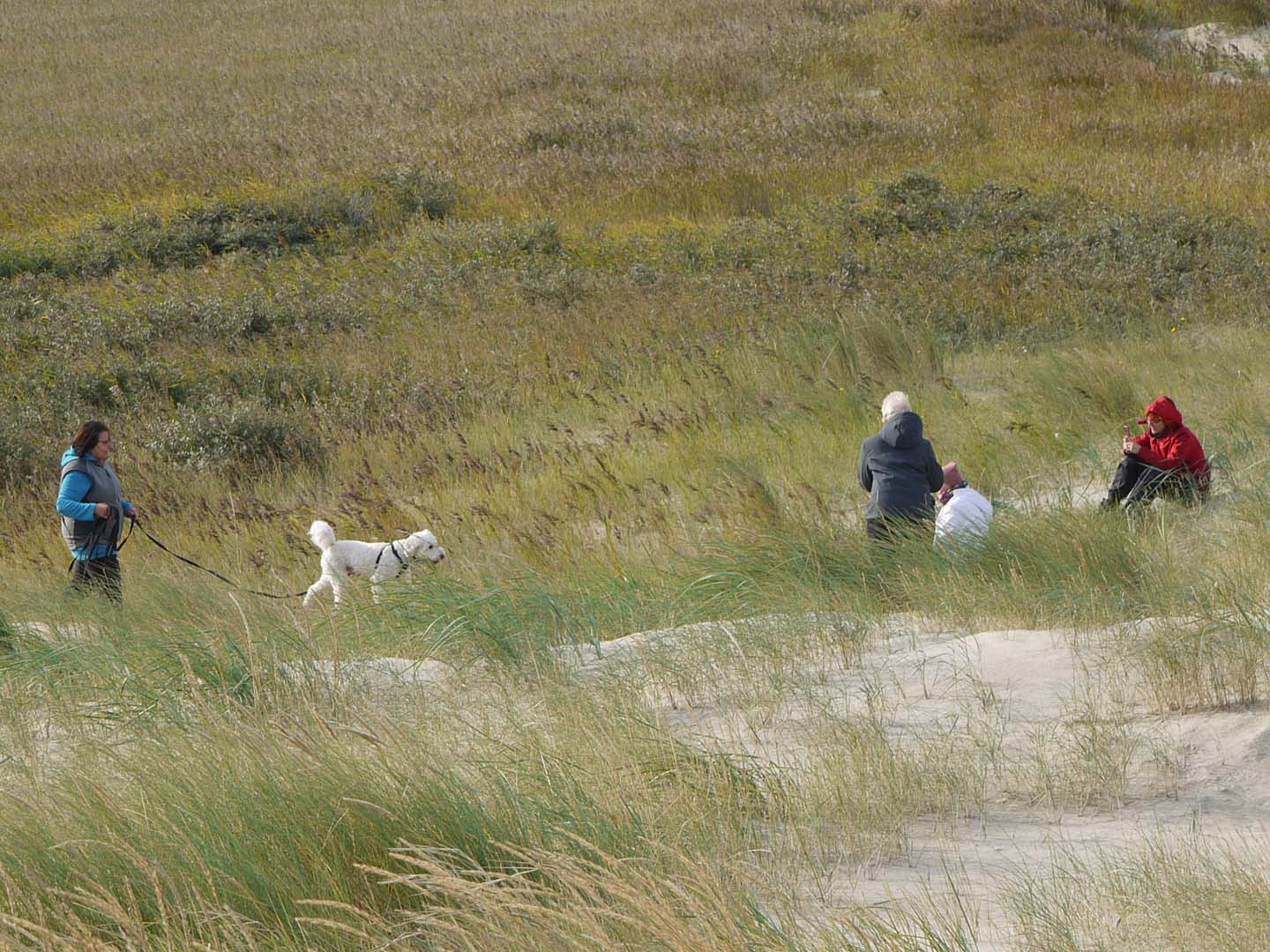 Maintraining_Hunde_Naturell