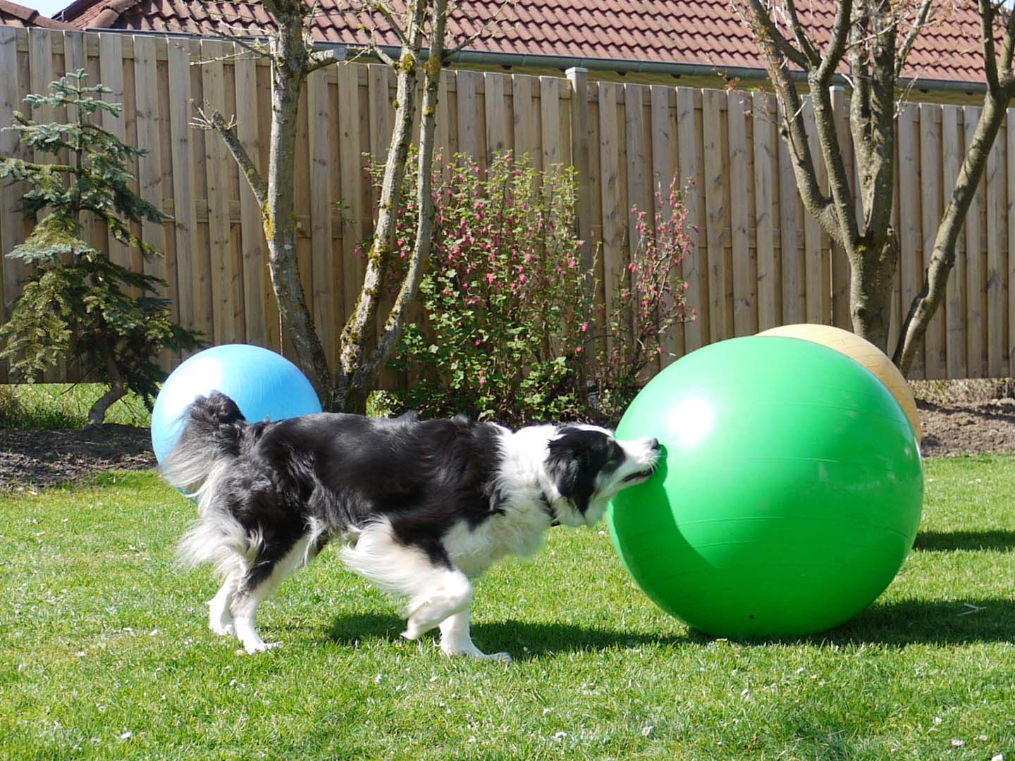 Treibball_Hunde_Naturell