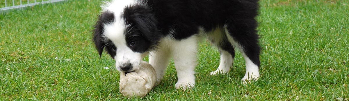 Hund_Welpe_apportieren