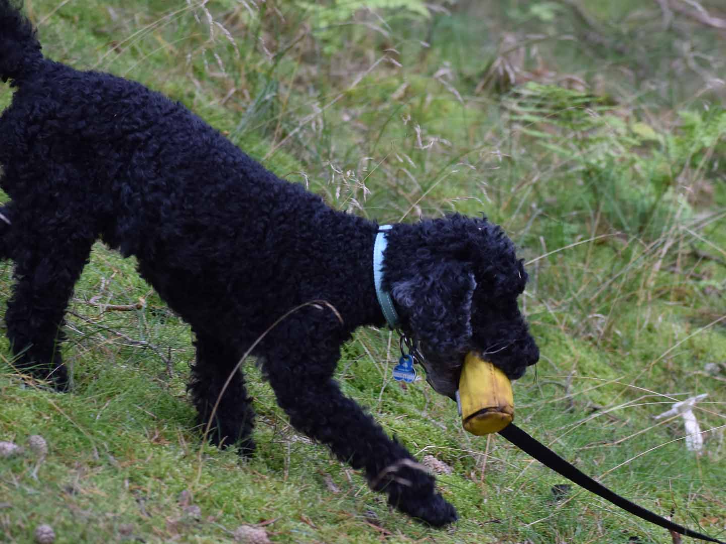 Hund_und_Mensch_Futterbeutel