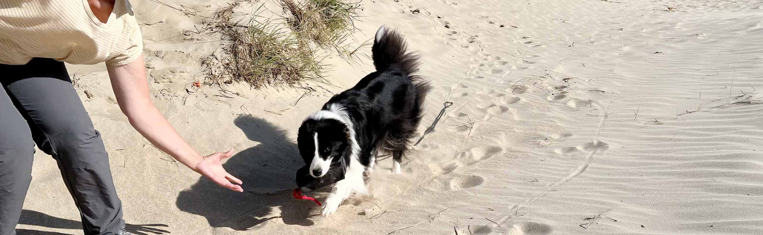 Hund_apportiert_Futterbeutel