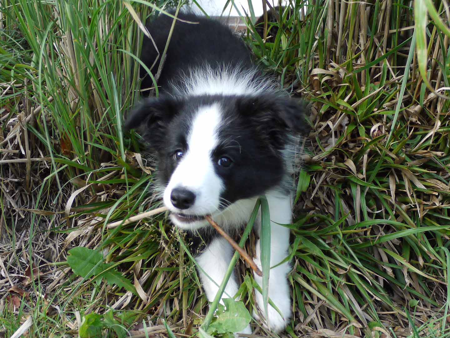 Hund Rundum Sorglos Paket Hundegesundheit
