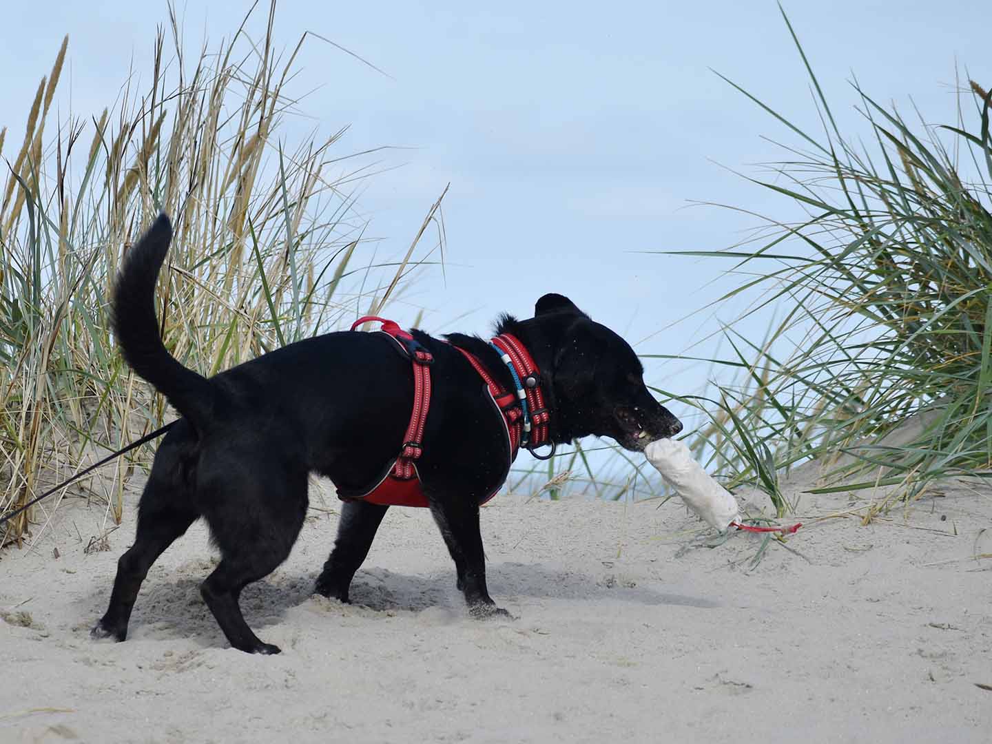 Hunde Basis Starter Paket
