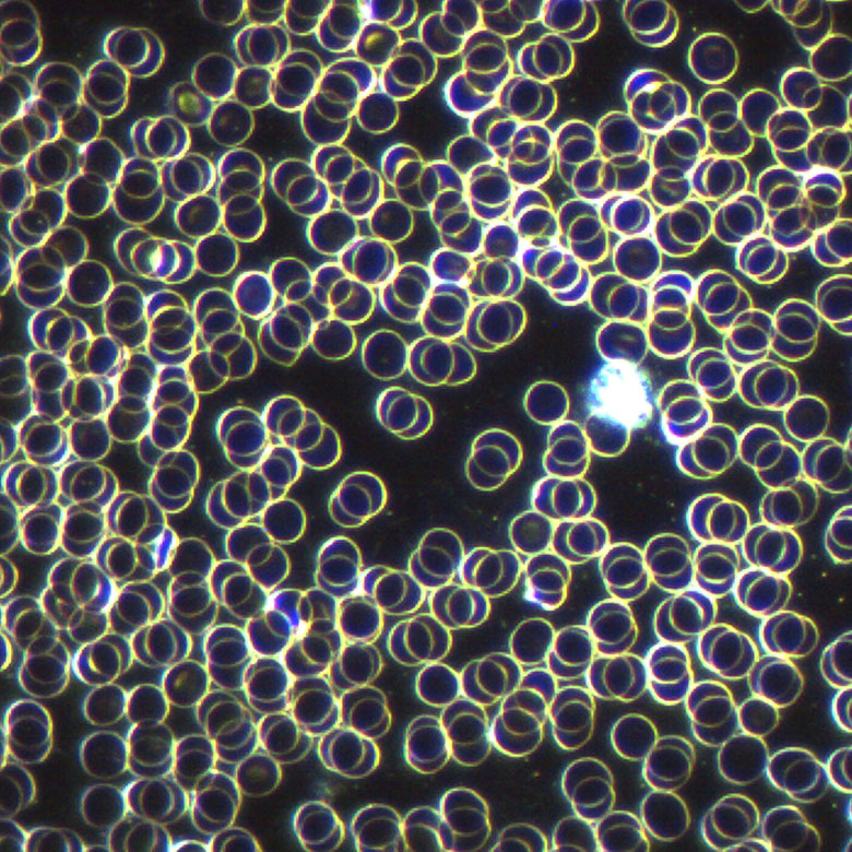 Hund Gesundheit Dunkelfeld