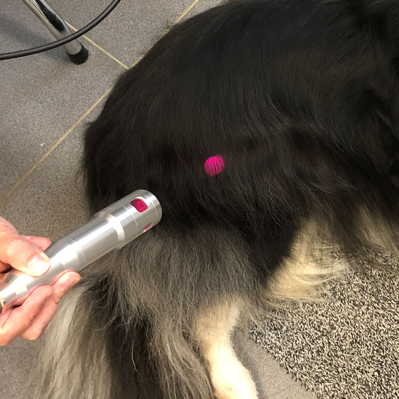 Hund Gesundheit Lichttherapie Lasertherapie Hund